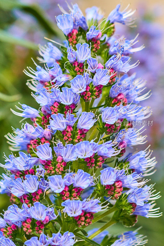 Echium webbii宏